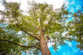 Professional Tree Care Services in Triangle, VA