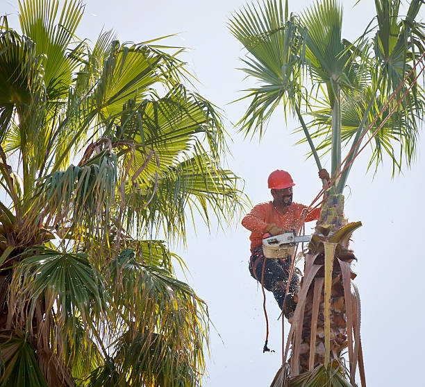 How Our Tree Care Process Works  in  Triangle, VA